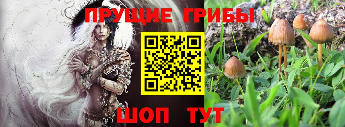 Псилоцибиновые грибы Psilocybe Бузулук